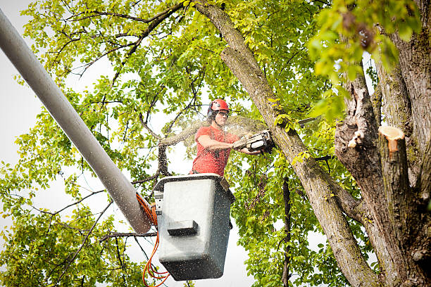 Palm Tree Trimming in Cutlerville, MI